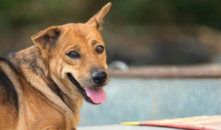 الكلاب الضالة في تركيا - أرشيفية