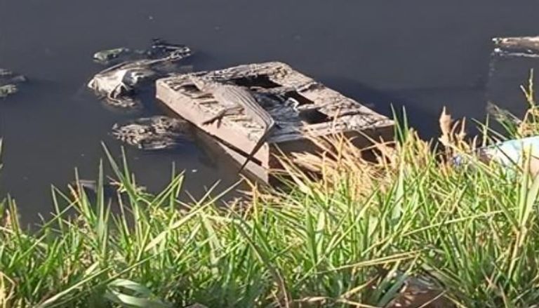 تمساح الزوامل بمحافظة الشرقية في مصر