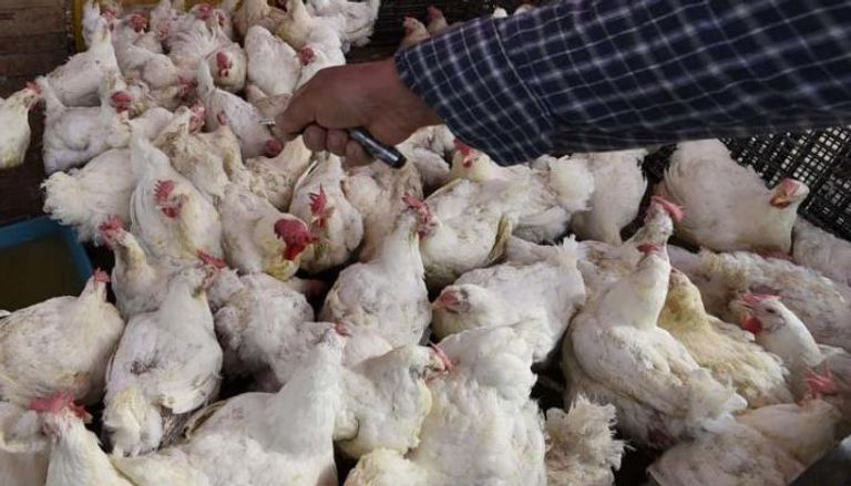 العثور على بكتيريا مقاومة لمضاد الكوليستين داخل دواجن سليمة