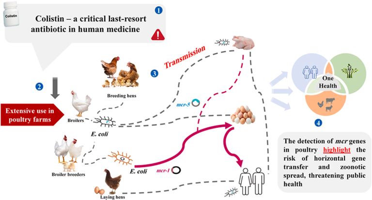 العثور على بكتيريا مقاومة لمضاد الكوليستين داخل دواجن سليمة