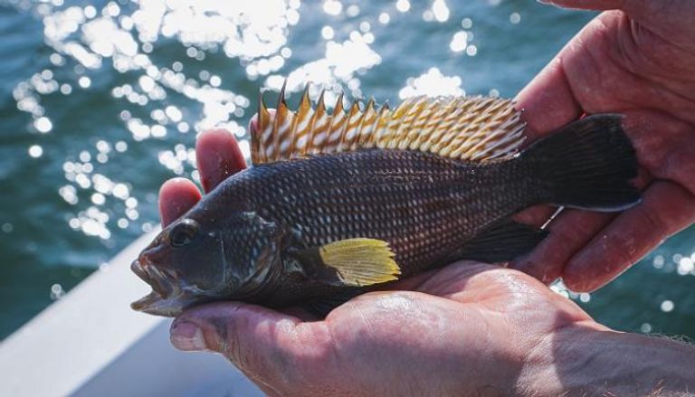 تحديد مسئولية فيروس النخر العصبي عن حادثة نفوق جماعي لأسماك القاروص في تونس