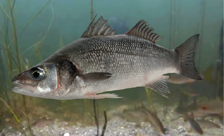 تحديد مسئولية فيروس النخر العصبي عن حادثة نفوق جماعي لأسماك القاروص في تونس