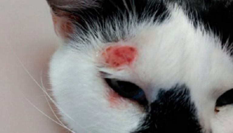 اكتشاف أول حالتين سريريتين لداء الليشمانيات في الحصان والكلب بالأردن