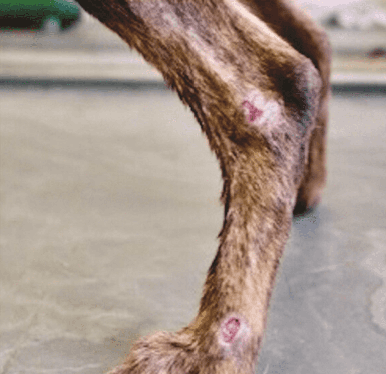 اكتشاف أول حالتين سريريتين لداء الليشمانيات في الحصان والكلب بالأردن