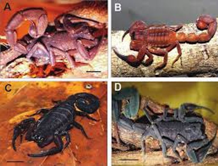 عقرب " أندروكتونوس موريتانيكوس".