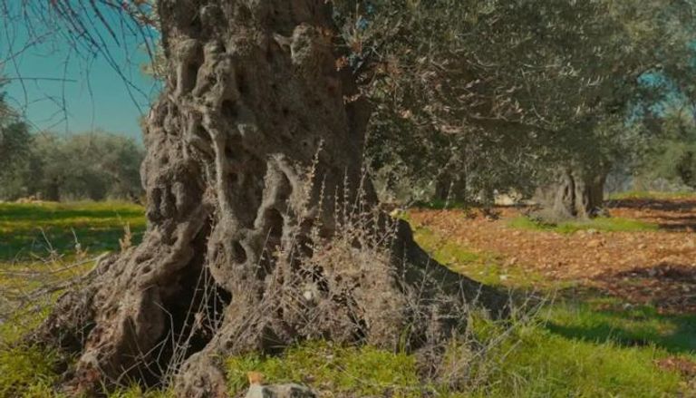 شجرة المهراس