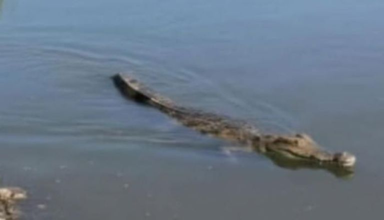 آخر تطورات تماسيح الزوامل في مصر