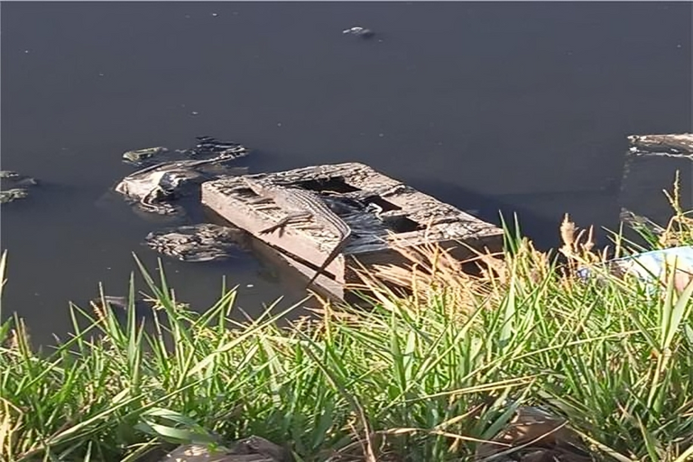 آخر تطورات تماسيح الزوامل في مصر آخر تطورات تماسيح الزوامل في مصر