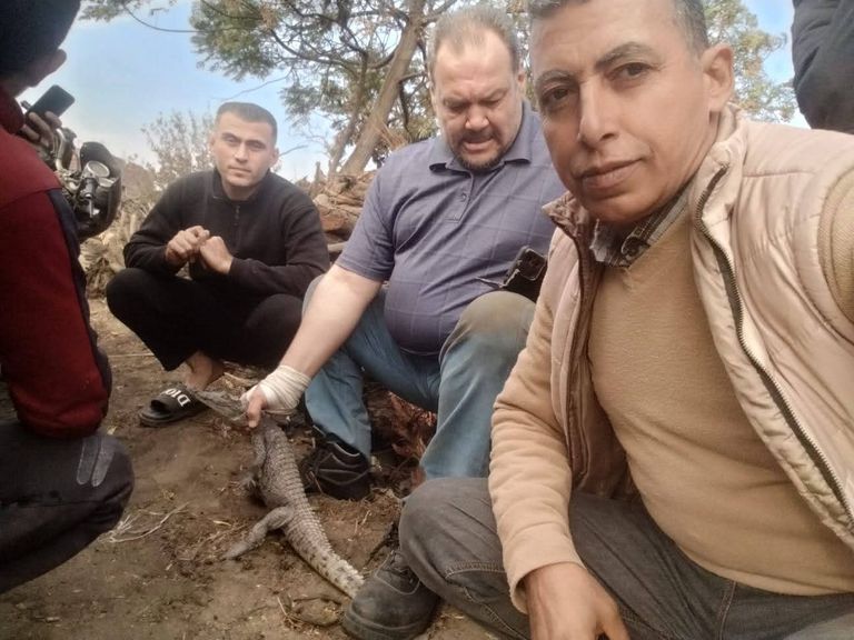 اصطياد تمساح قرية الزوامل في مصر