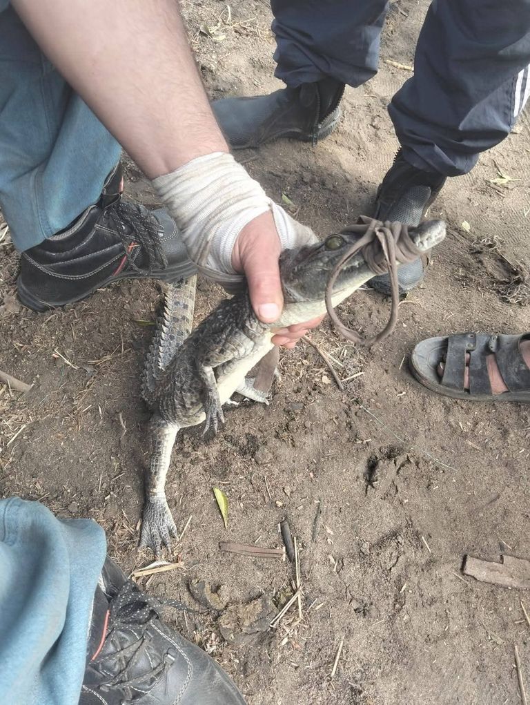 اصطياد تمساح قرية الزوامل في مصر