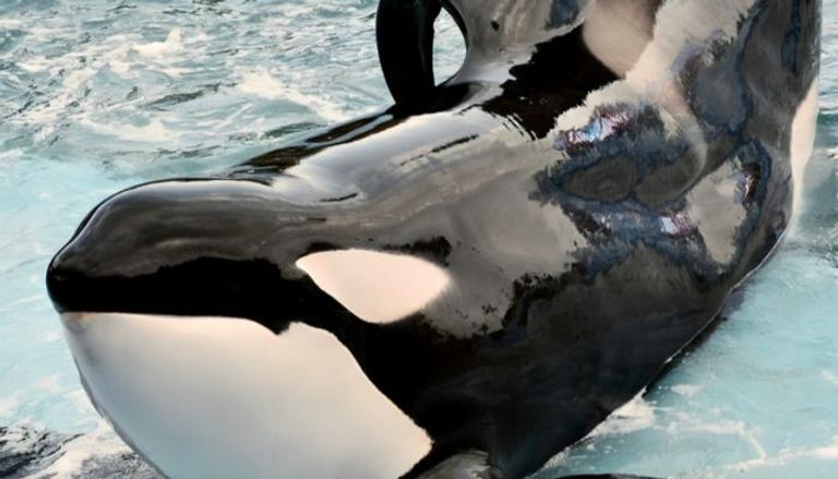 الحوت القاتل كشامينك