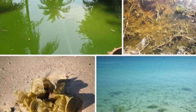 البيئة - وام