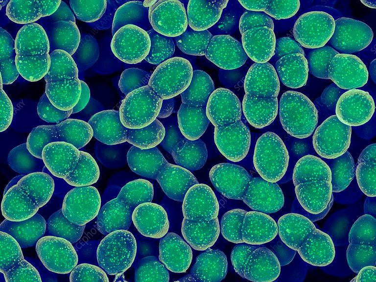 بكتيريا "إنتيروكوكسوس فيكاليس"