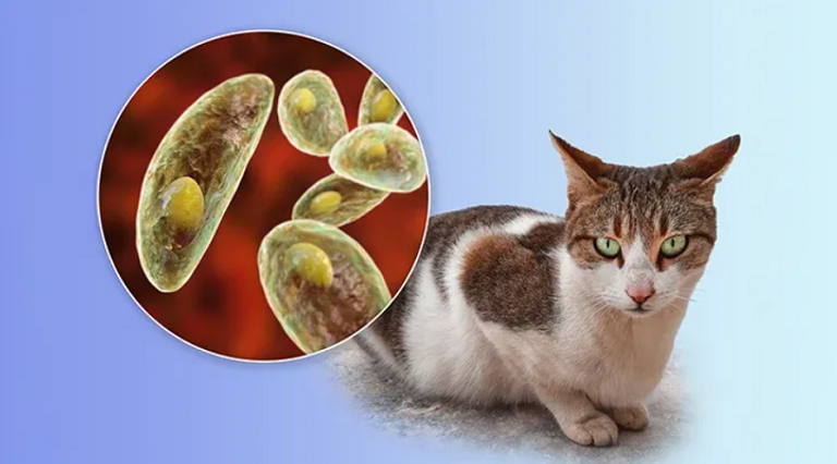 انتشار مرض القطط بين الحوامل في ولاية بسكرة الجزائية