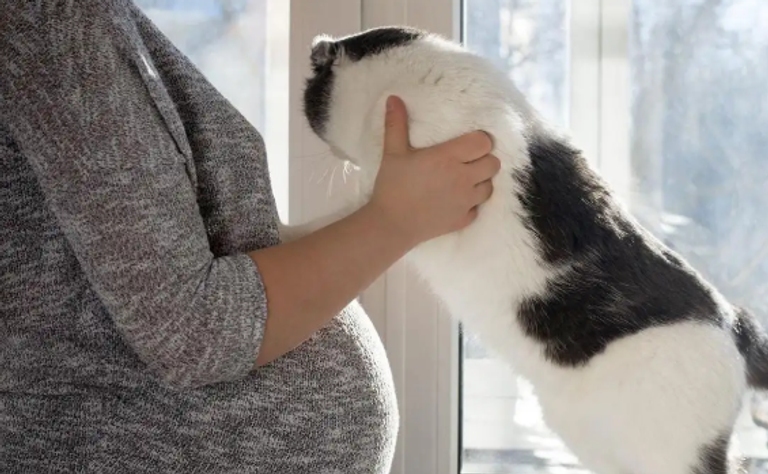 انتشار مرض القطط بين الحوامل في ولاية بسكرة الجزائية