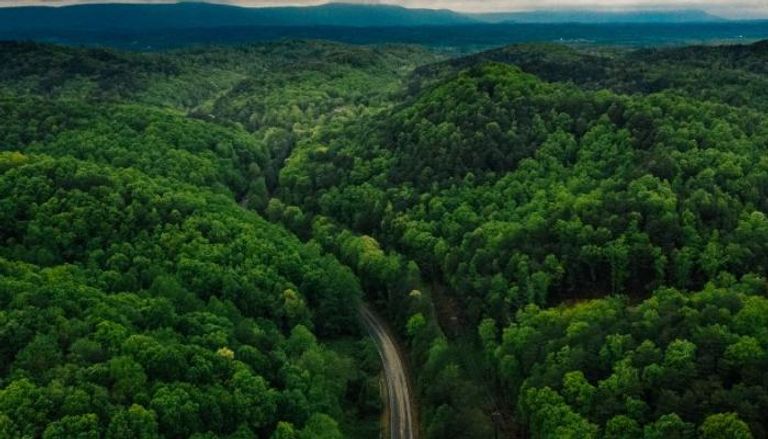 غابات (مصدر الصورة: كانفا)