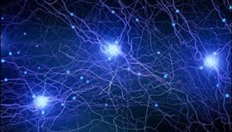 اكتشاف آلية تنسيق الدماغ بين الإشارات السريعة والبطيئة عبر المسارات العصبية