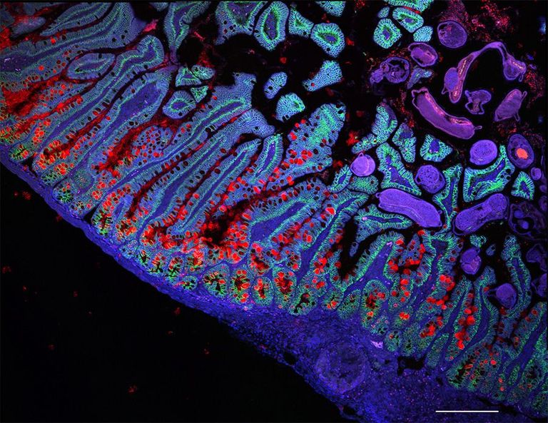 علماء يطورون أداتين قد تُحدثان تحولا في فهم كيفية تواصل الخلايا
