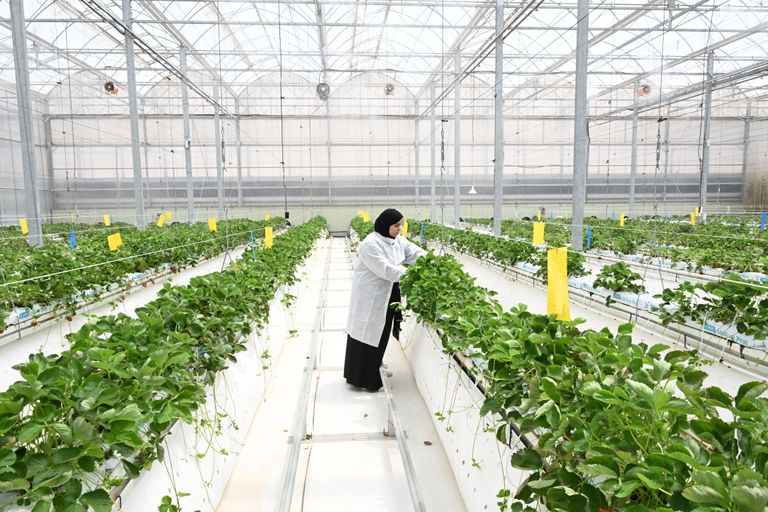 حصاد الإمارات 2025