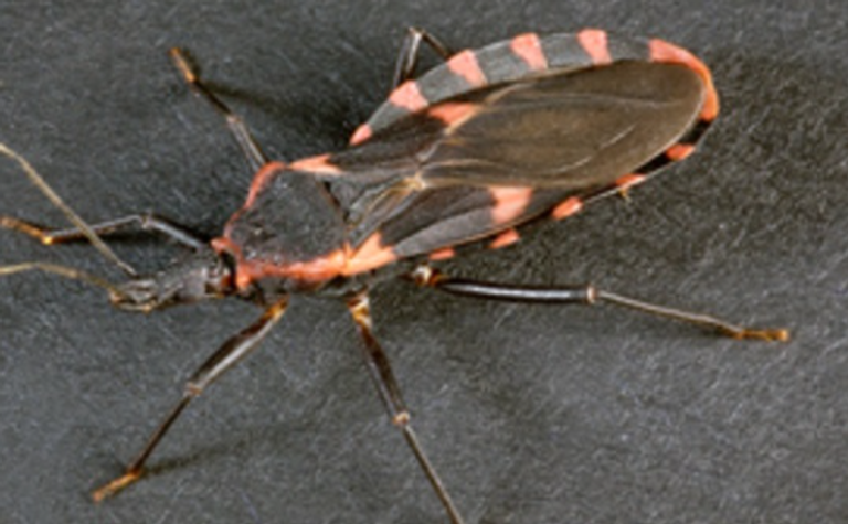 شهد عام 2025 انتشارا واسعا لما يمكن تسميته بـ"الأوبئة الصامتة".