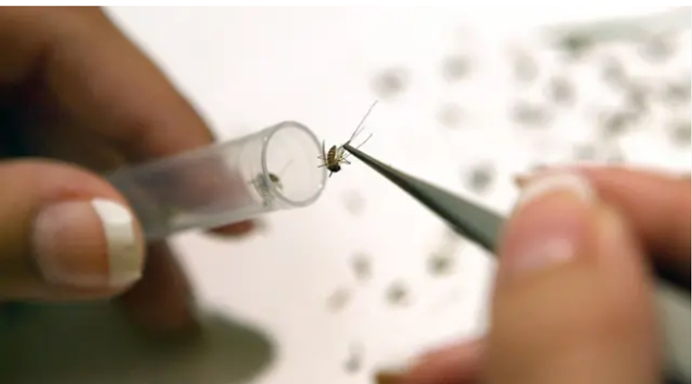 شهد عام 2025 انتشارا واسعا لما يمكن تسميته بـ"الأوبئة الصامتة".