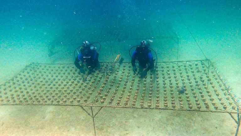 حصاد الإمارات 2025