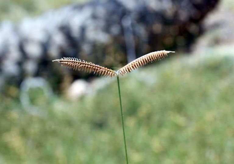 حصاد الإمارات 2025