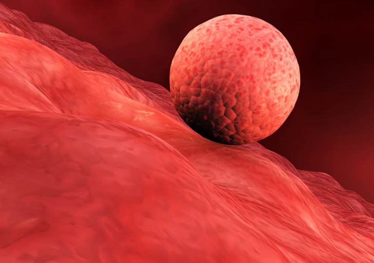 تطوير بطانة رحم اصطناعية في المختبر