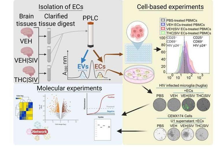جزيئات دقيقة يفرزها الدماغ قد تلعب دورا حاسما في إعادة تنشيط فيروس الإيدز.