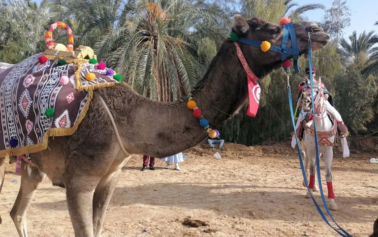 تونس تفتتح المهرجان الدولي للواحات بتوزر بعروض تراثية