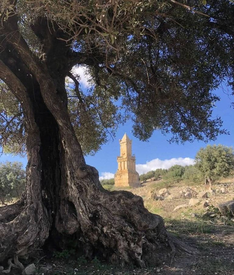 مهرجان زيت الزيتون في تبرسق