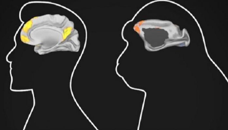 الدماغ البشري ينضج أبطأ من أدمغة القرود