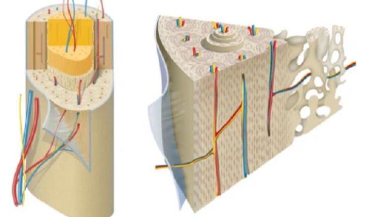 العظام الثانوية وحدات دقيقة في العظام 