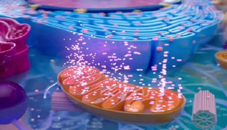 تطوير أدوية تجريبية تعمل على تحفيز الميتوكوندريا داخل الخلايا لتعمل بكفاءة أعلى