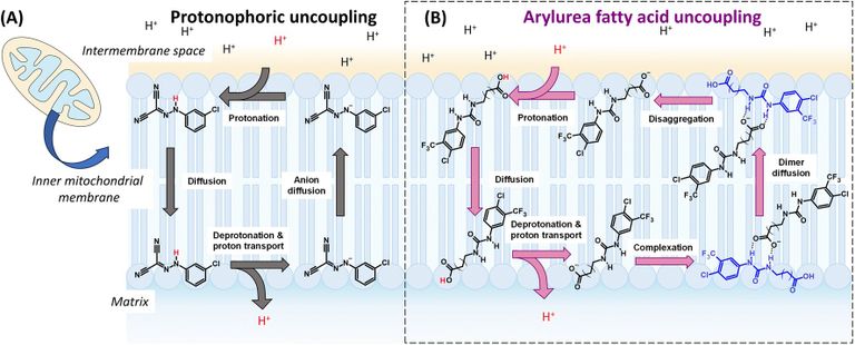 تطوير أدوية تجريبية تعمل على تحفيز الميتوكوندريا داخل الخلايا لتعمل بكفاءة أعلى