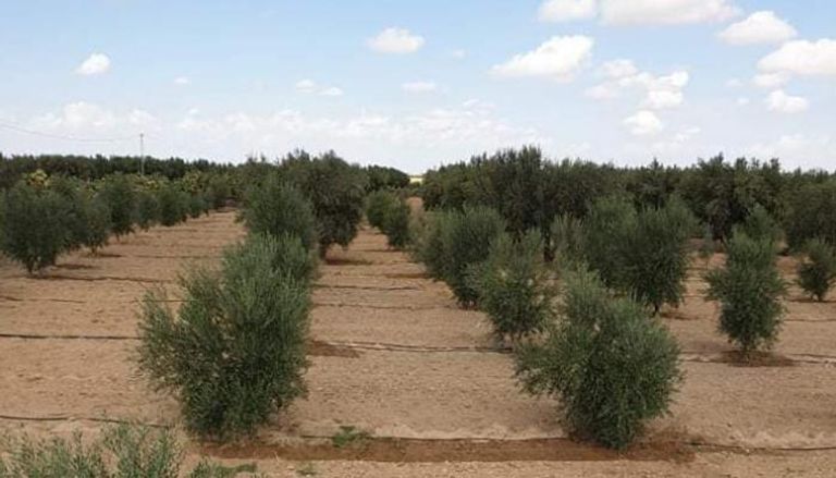 أشجار الزيتون في تونس