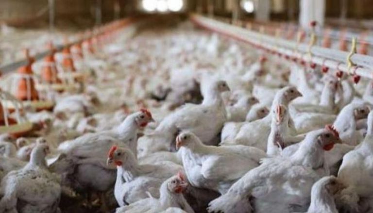 إنفلونزا الطيور