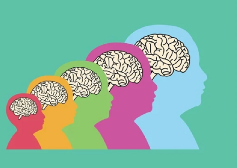 تطور الدماغ، وخصوصاً شبكاته الوظيفية، لا يتوقف عند سن 25.