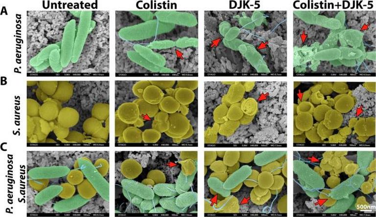 تطوير رذاذ مبتكر لمواجهة التلوث البكتيري في اللحوم.