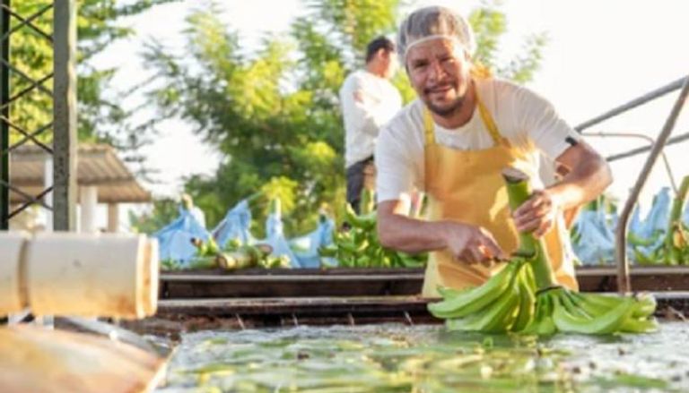 مشروب "ماء الموز" بديل نباتي يثير الجدل