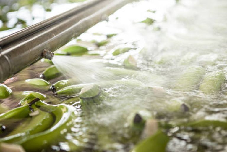 مشروب "ماء الموز" بديل نباتي يثير الجدل