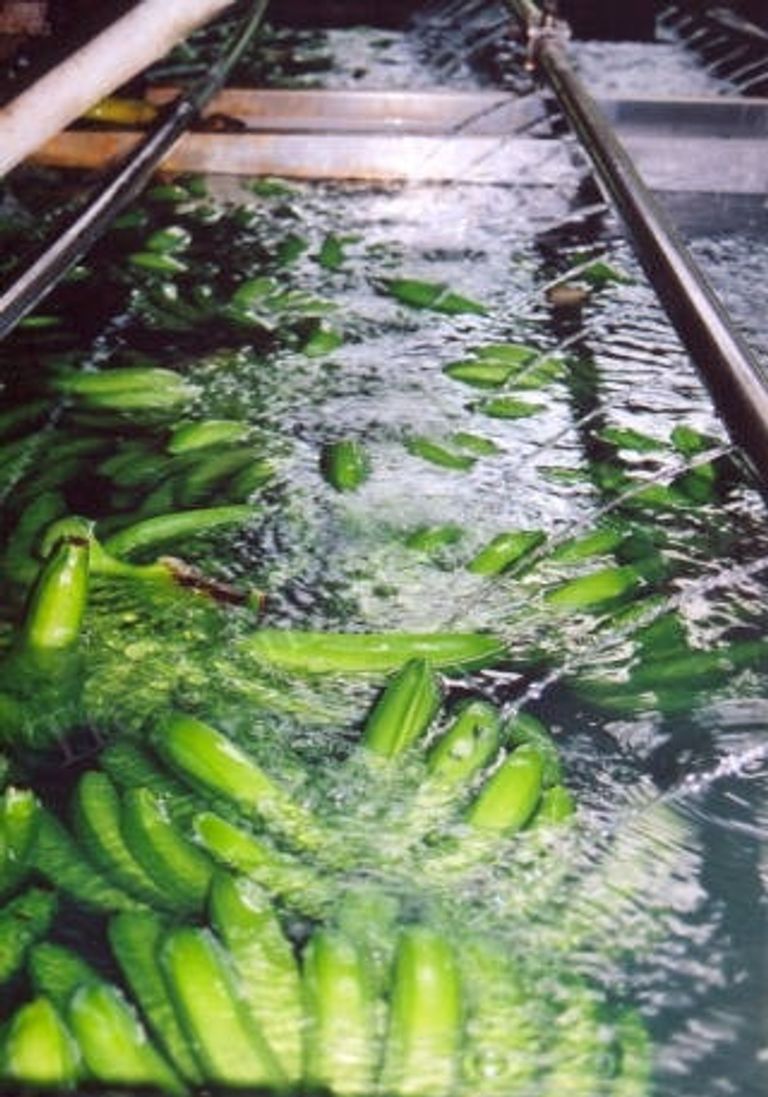 مشروب "ماء الموز" بديل نباتي يثير الجدل