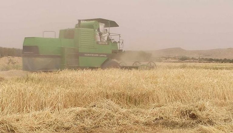 حقل حبوب في تونس