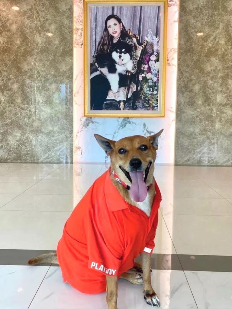 الكلب مو داينج