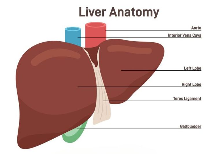اللوزتان قد تعودان بعد استئصالهما