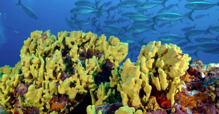 Coiba National Park أحد أفضل أماكن السياحة في بنما السياحة في بنما