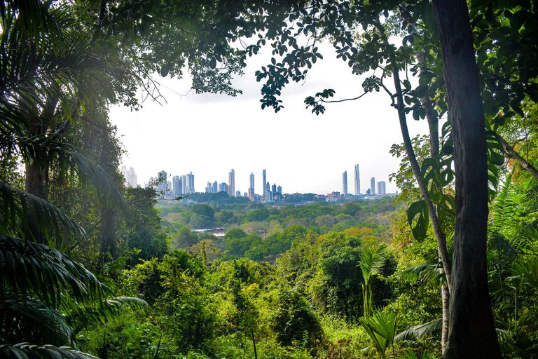 متنزه متروبوليتان الطبيعي أحد أفضل أماكن السياحة في بنما السياحة في بنما