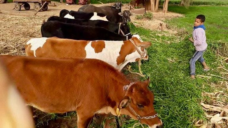سطو حوثي ممنهج على كبرى مشاريع الحليب باليمن