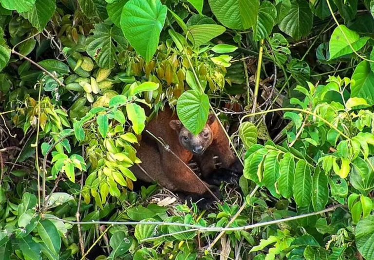 الطائرات المسيرة تكشف عن أندر الحيوانات