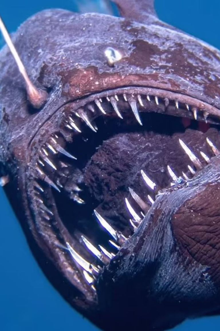 الشيطان الأسود